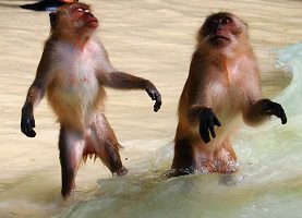 The 5 best activities at Monkey Beach in Krabi