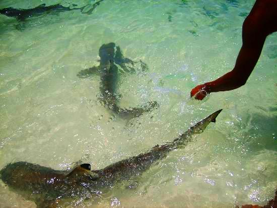Feed the shark on Bayar Island in Langkawi