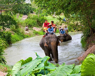 Safari trip in the village of elephants in Pattaya
