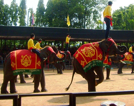 Showcasing the army in the village of elephants in Pattaya