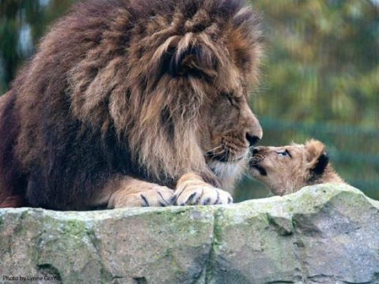 Blackpool Zoo is one of the best parks in the city of Blackpool