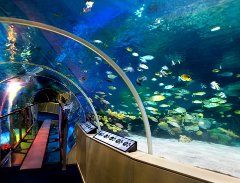 London Aquarium is one of the most important places of tourism in London