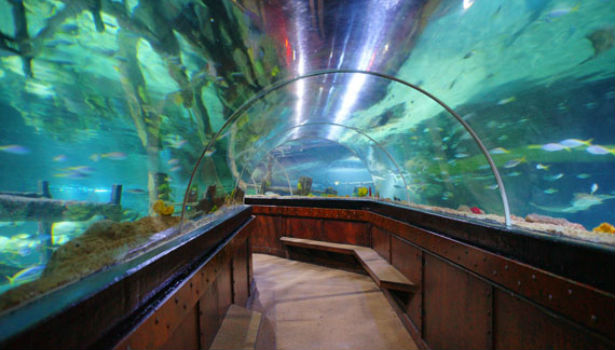 Brighton Aquarium 