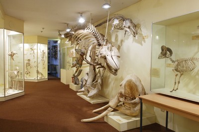 Brighton Museum of Natural History
