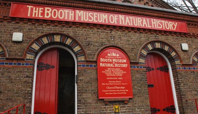 The 4 best activities at Booth Museum of Natural History