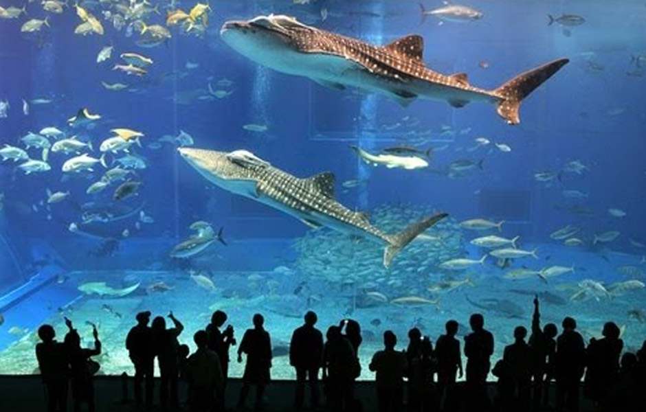 Dubai Mall is one of the most important tourist places in Dubai, UAE