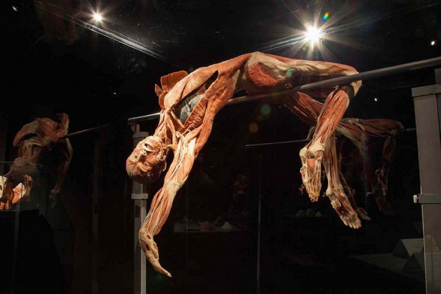 The human body world museum in Amsterdam is one of the best museums in Amsterdam