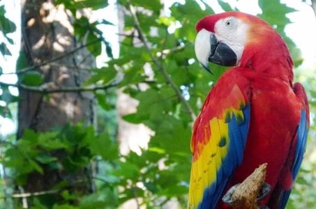 The Rio de Janeiro Zoo is one of the best zoos in Brazil