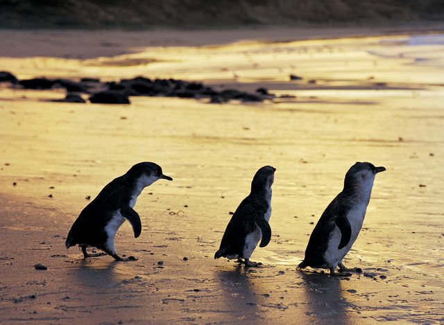 Philip Island, Melbourne is one of the best tourist places in Melbourne, Australia