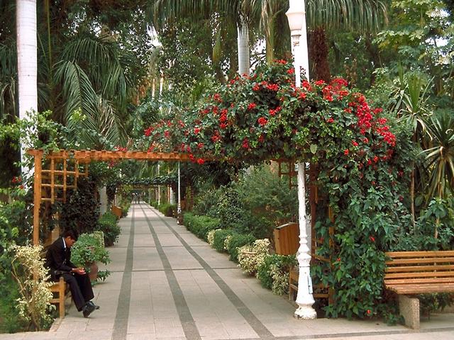 Footpaths on the island of plants