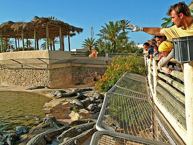 1581340641 138 Top 6 activities when visiting Dubai crocodile park - Top 6 activities when visiting Dubai crocodile park