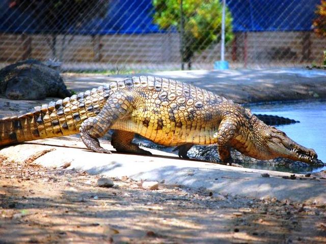 The Nile crocodile in the crocodile garden