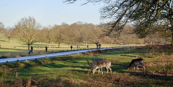 1581343251 64 The 7 best activities in Richmond Park London England - The 7 best activities in Richmond Park London England