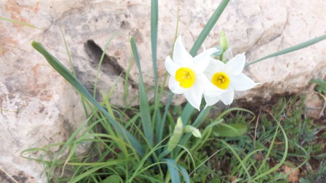 Fossilized trees reserve Ain Sukhna and Narcissus flower