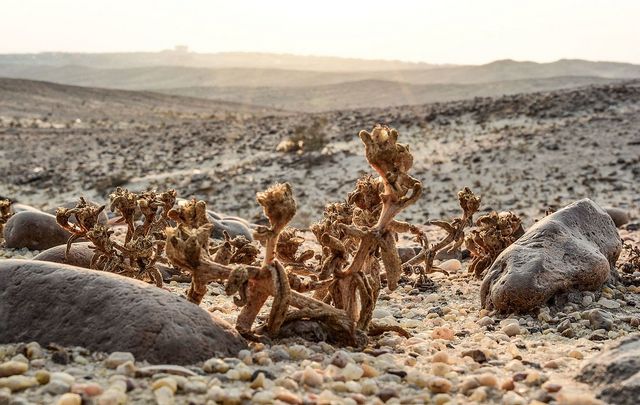 Rare Fossil Trees Sanctuary