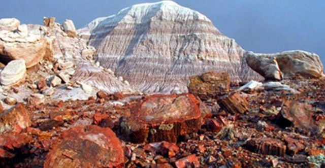 Fossilized trees reserve Ain Sukhna Egypt