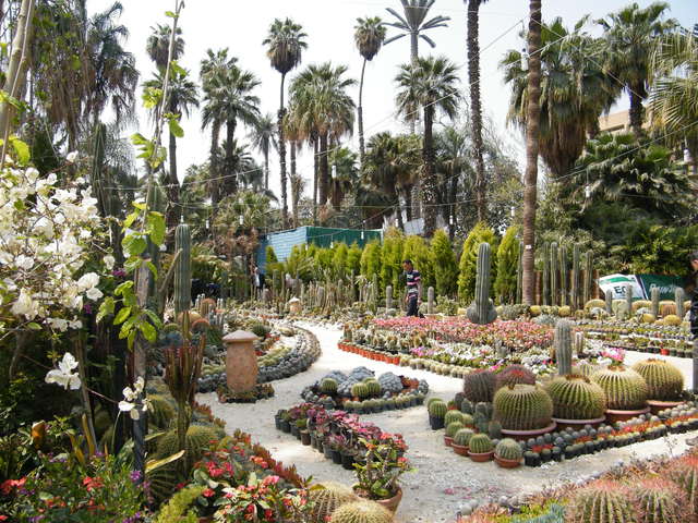 1581349522 126 Top 5 activities in the Orman Garden in Cairo - Top 5 activities in the Orman Garden in Cairo