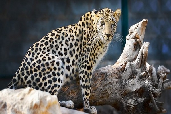 Sharjah Zoo is one of the most beautiful parks in Sharjah