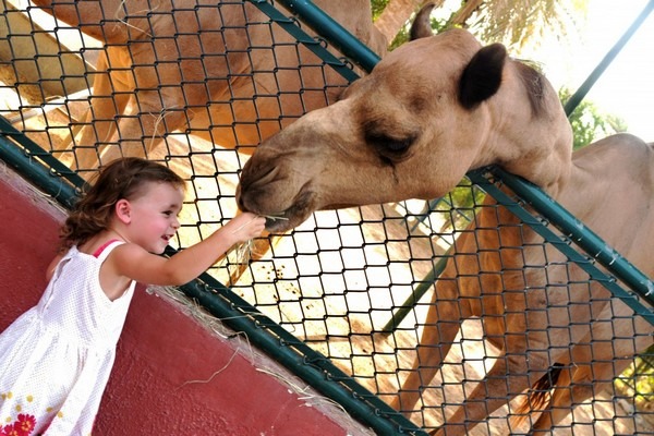 1581355542 688 The 8 best activities in Sharjah Zoo Emirates - The 8 best activities in Sharjah Zoo Emirates