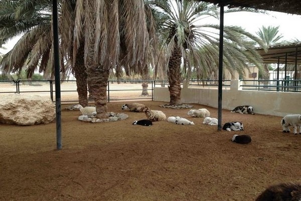 1581355542 886 The 8 best activities in Sharjah Zoo Emirates - The 8 best activities in Sharjah Zoo Emirates