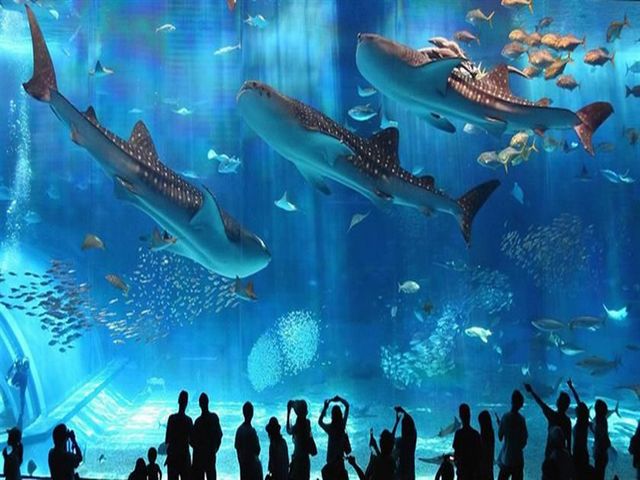 The Aquarium Hurghada