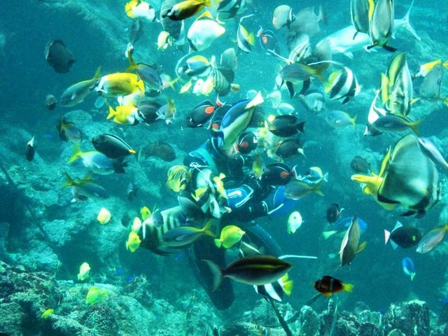 The Aquarium Hurghada Egypt