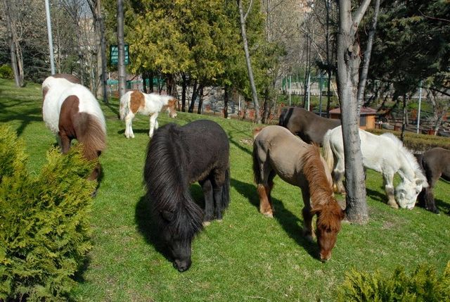 1581361652 95 9 best activities in the zoo in Ankara Turkey - 9 best activities in the zoo in Ankara Turkey