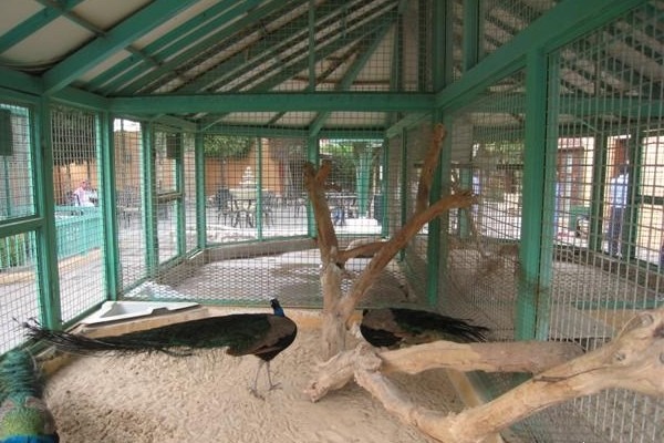 1581362552 958 Top 3 activities in Al Khobar Zoo - Top 3 activities in Al Khobar Zoo