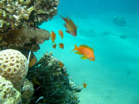 Aqaba Marine Biology Museum