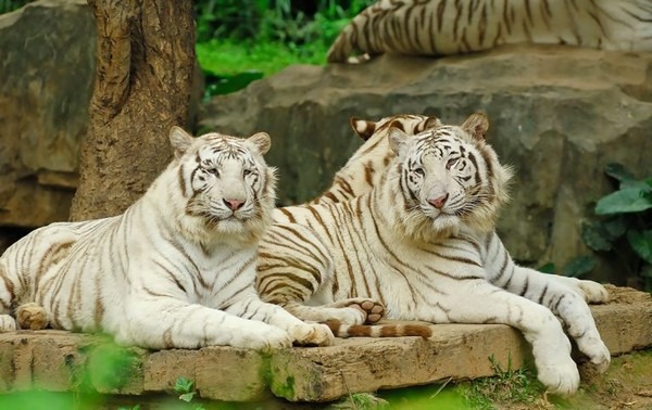 Tunisia Zoo