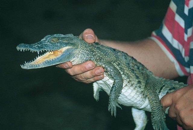 1581375438 562 The best 5 activities when visiting a crocodile garden - The best 5 activities when visiting a crocodile garden