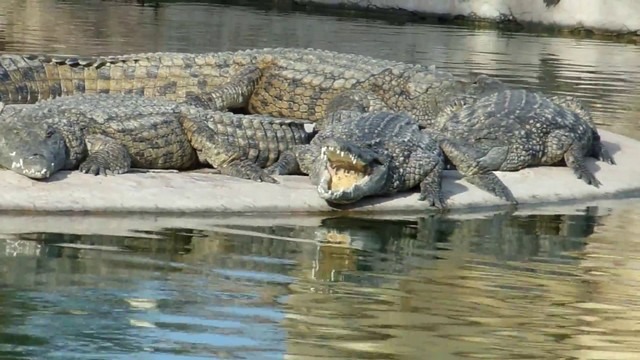 Crocodile garden on the island of Djerba