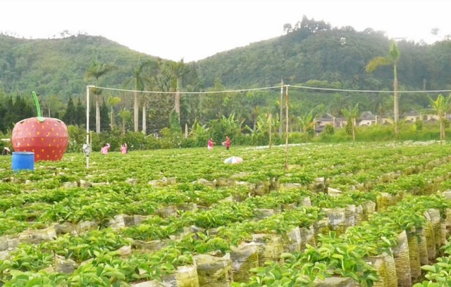 1581380598 852 The 9 best activities when visiting the strawberry garden in - The 9 best activities when visiting the strawberry garden in Puncak