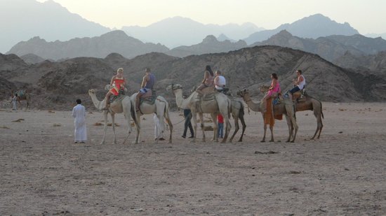 1581399079 957 Top 5 activities when doing safari trips in Sharm El - Top 5 activities when doing safari trips in Sharm El Sheikh