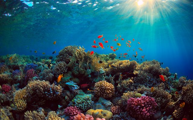 1581399738 257 Top 4 activities in coral reefs in Sharm El Sheikh - Top 4 activities in coral reefs in Sharm El-Sheikh