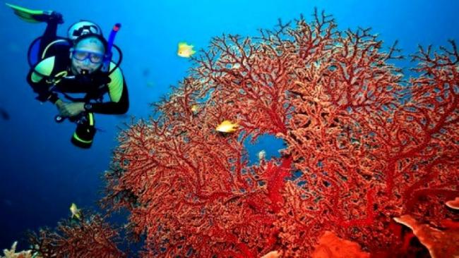 1581399738 263 Top 4 activities in coral reefs in Sharm El Sheikh - Top 4 activities in coral reefs in Sharm El-Sheikh