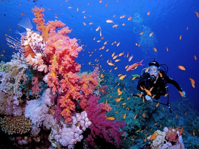 1581399738 848 Top 4 activities in coral reefs in Sharm El Sheikh - Top 4 activities in coral reefs in Sharm El-Sheikh