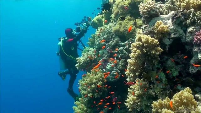 1581400029 162 A detailed guide for the best diving centers in Sharm - A detailed guide for the best diving centers in Sharm El Sheikh
