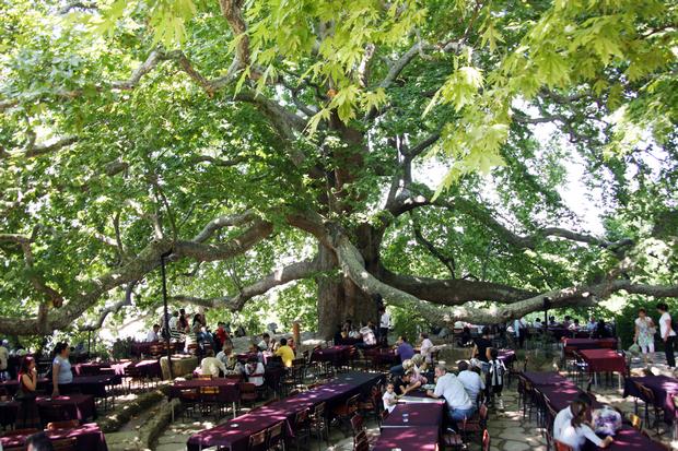 Historic tree in Bursa