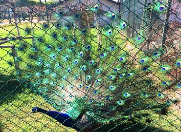 Peacock at the Samsun Zoo