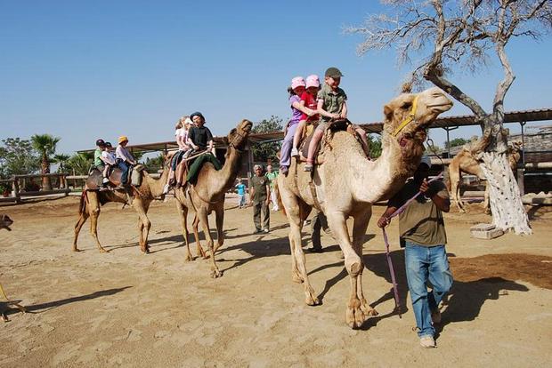 Camel park is one of the most important tourist places in the Cyprus city of Larnaca