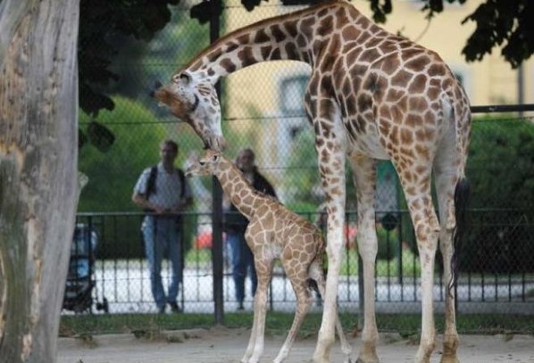 Animals Schonbrunn Park tourist areas in Vienna