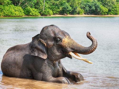 Elephant Park in Lombok Indonesia