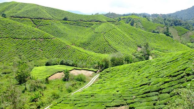 The best places of tourism in Cameron Highland - tourism in Malaysia