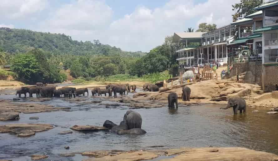 Kandy Elephant Orphanage - Kandy Tourism