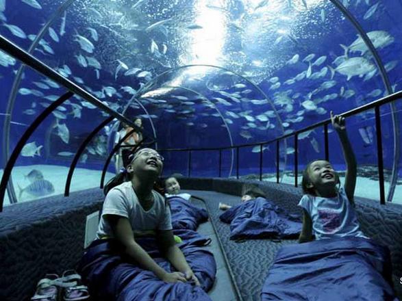 Shanghai Aquarium is one of the most important tourist places in Shanghai, China