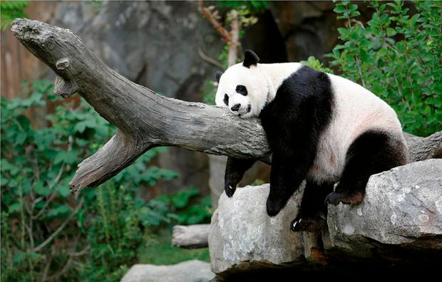 Shanghai Zoo is one of the most important tourist parks in Shanghai