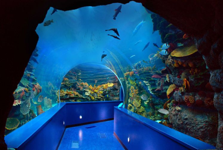 Sharjah Aquarium is one of the most beautiful places of tourism in Sharjah, the United Arab Emirates