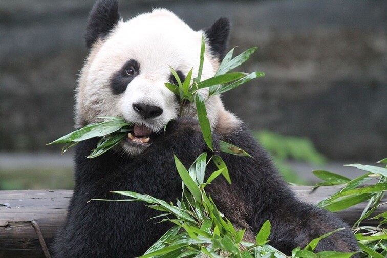 Toronto Zoo is one of the best parks in Toronto, Canada