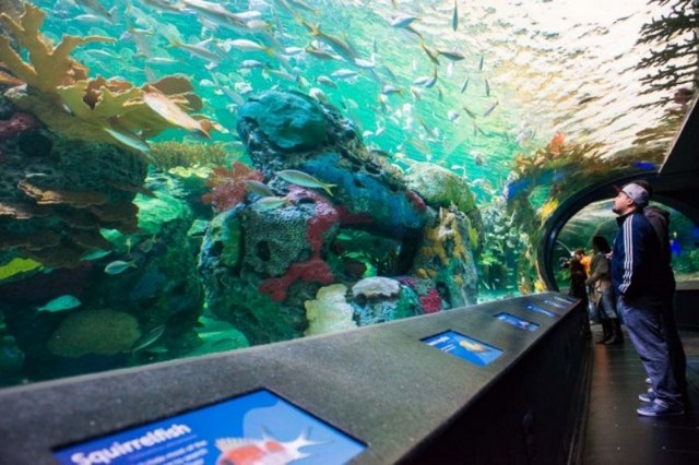Ripley's Aquarium is one of the most important places in Toronto